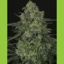 Criminal + Feminized Marijuana Strain by Ripper Seeds For Sale Online at Cannabis Seeds Outlet