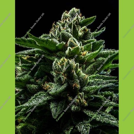 DO-G Feminized Marijuana Strain by Ripper Seeds For Sale Online at Cannabis Seeds Outlet