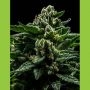 DO-G Feminized Marijuana Strain by Ripper Seeds For Sale Online at Cannabis Seeds Outlet