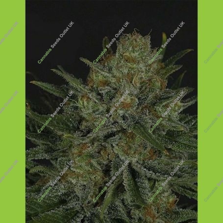 Double Glock Feminized Marijuana Strain by Ripper Seeds For Sale Online at Cannabis Seeds Outlet