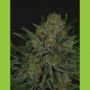 Double Glock Feminized Marijuana Strain by Ripper Seeds For Sale Online at Cannabis Seeds Outlet