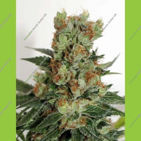 Fuel OG Feminized Marijuana Strain by Ripper Seeds For Sale Online at Cannabis Seeds Outlet