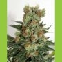 Fuel OG Feminized Marijuana Strain by Ripper Seeds For Sale Online at Cannabis Seeds Outlet