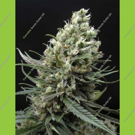 Haze Feminized Marijuana Strain by Ripper Seeds For Sale Online at Cannabis Seeds Outlet