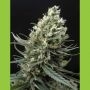 Haze Feminized Marijuana Strain by Ripper Seeds For Sale Online at Cannabis Seeds Outlet