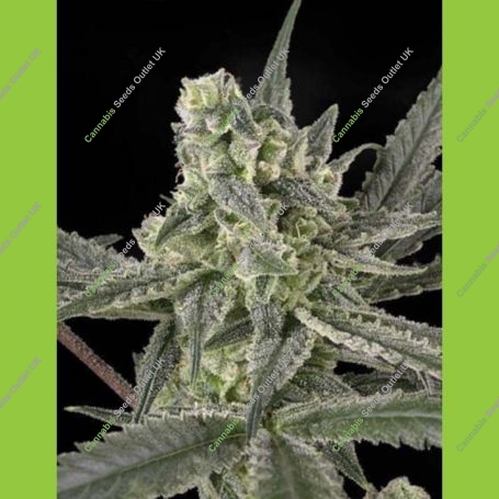 Old School Feminized Marijuana Strain by Ripper Seeds For Sale Online at Cannabis Seeds Outlet