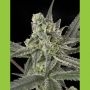 Old School Feminized Marijuana Strain by Ripper Seeds For Sale Online at Cannabis Seeds Outlet