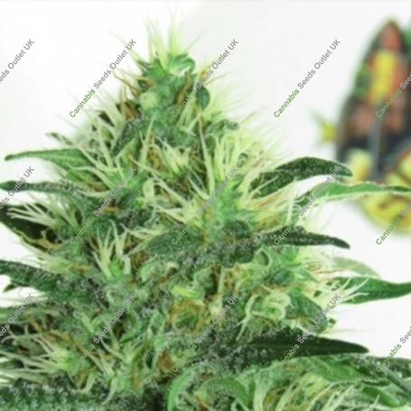 Sideral Feminized Marijuana Strain by Ripper Seeds For Sale Online at Cannabis Seeds Outlet