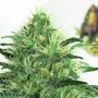 Sideral Feminized Marijuana Strain by Ripper Seeds For Sale Online at Cannabis Seeds Outlet
