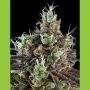 Sour Feminized Marijuana Strain by Ripper Seeds For Sale Online at Cannabis Seeds Outlet
