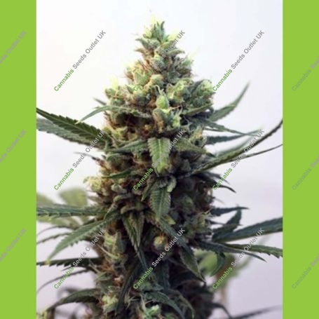 Toxic Feminized Marijuana Strain by Ripper Seeds For Sale Online at Cannabis Seeds Outlet