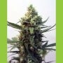 Toxic Feminized Marijuana Strain by Ripper Seeds For Sale Online at Cannabis Seeds Outlet