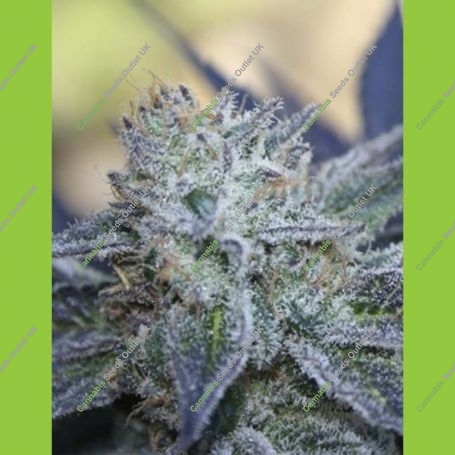 Washing Machine Feminized Marijuana Strain by Ripper Seeds For Sale Online at Cannabis Seeds Outlet