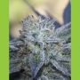 Washing Machine Feminized Marijuana Strain by Ripper Seeds For Sale Online at Cannabis Seeds Outlet