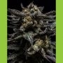 Zombie Kush Feminized Marijuana Strain by Ripper Seeds For Sale Online at Cannabis Seeds Outlet