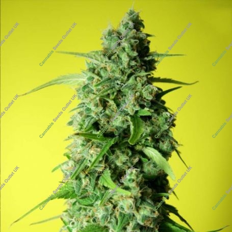 Afghany Kal Feminized Marijuana Strain by Rockwell Seeds For Sale Online at Cannabis Seeds Outlet