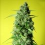 Afghany Kal Feminized Marijuana Strain by Rockwell Seeds For Sale Online at Cannabis Seeds Outlet