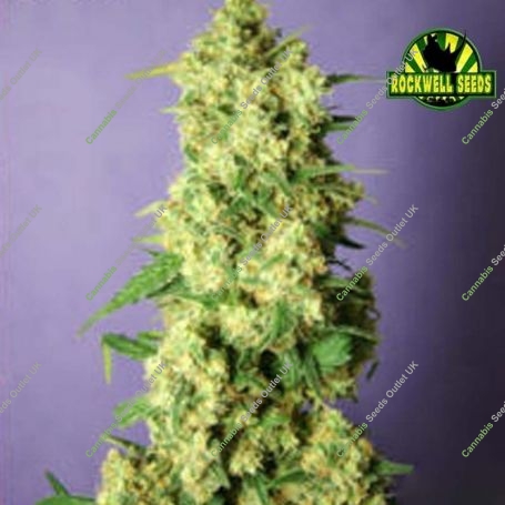 Anestesia Feminized Marijuana Strain by Rockwell Seeds For Sale Online at Cannabis Seeds Outlet