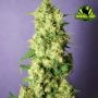 Anestesia Feminized Marijuana Strain by Rockwell Seeds For Sale Online at Cannabis Seeds Outlet