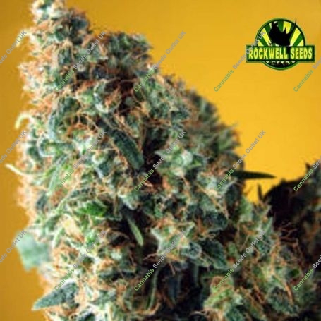 Black Hawk Auto Feminized Marijuana Strain by Rockwell Seeds For Sale Online at Cannabis Seeds Outlet