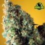 Black Hawk Auto Feminized Marijuana Strain by Rockwell Seeds For Sale Online at Cannabis Seeds Outlet
