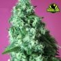 Blue Rose Feminized Marijuana Strain by Rockwell Seeds For Sale Online at Cannabis Seeds Outlet