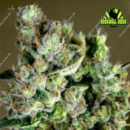 Cannape Auto Feminized Marijuana Strain by Rockwell Seeds For Sale Online at Cannabis Seeds Outlet
