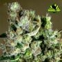 Cannape Auto Feminized Marijuana Strain by Rockwell Seeds For Sale Online at Cannabis Seeds Outlet