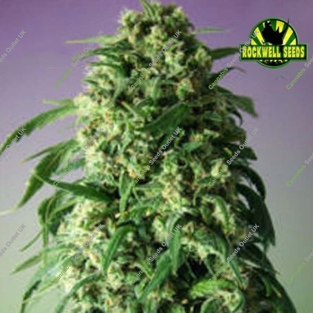 Critical Shock Feminized Marijuana Strain by Rockwell Seeds For Sale Online at Cannabis Seeds Outlet