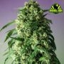 Critical Shock Feminized Marijuana Strain by Rockwell Seeds For Sale Online at Cannabis Seeds Outlet