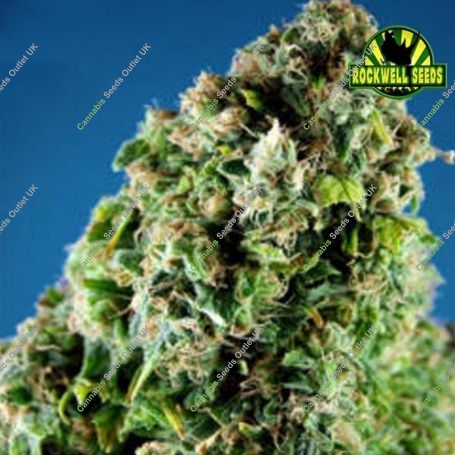 Gimli Automatic Feminized Marijuana Strain by Rockwell Seeds For Sale Online at Cannabis Seeds Outlet