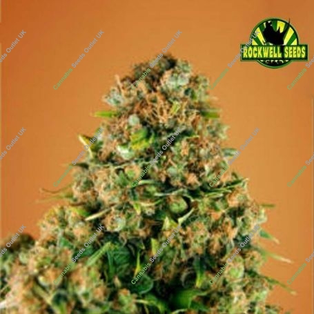 Red Star Auto Feminized Marijuana Strain by Rockwell Seeds For Sale Online at Cannabis Seeds Outlet