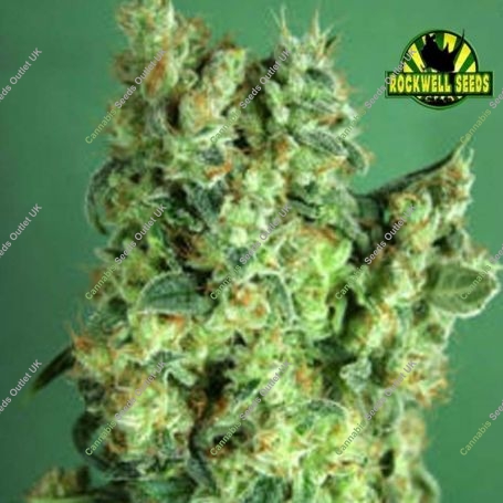 Warhammer Feminized Marijuana Strain by Rockwell Seeds For Sale Online at Cannabis Seeds Outlet