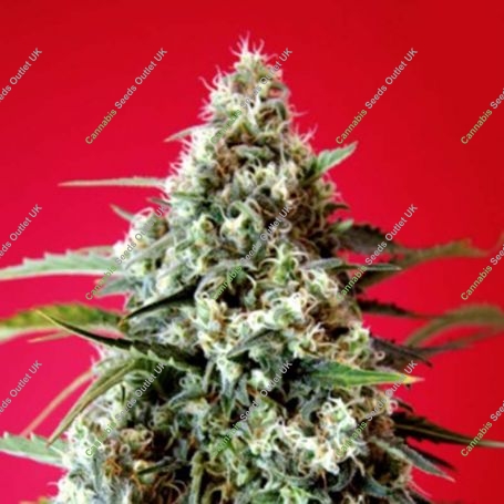Red Star Feminized Marijuana Strain by Rockwell Seeds For Sale Online at Cannabis Seeds Outlet
