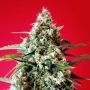 Red Star Feminized Marijuana Strain by Rockwell Seeds For Sale Online at Cannabis Seeds Outlet