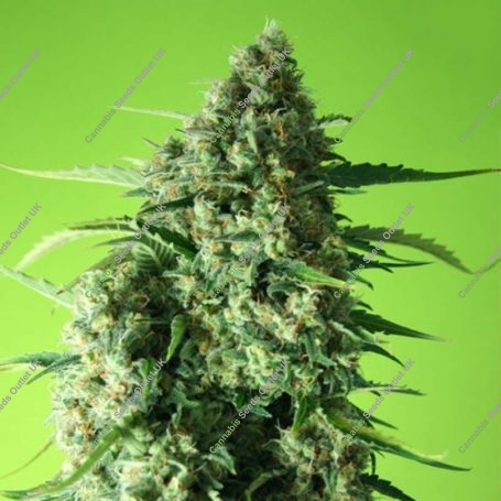Super Mango Feminized Marijuana Strain by Rockwell Seeds For Sale Online at Cannabis Seeds Outlet