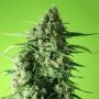 Super Mango Feminized Marijuana Strain by Rockwell Seeds For Sale Online at Cannabis Seeds Outlet