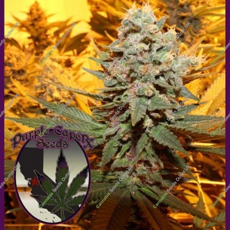 Cherry Cake Regular Marijuana Strain by Purple Caper For Sale Online at Cannabis Seeds Outlet