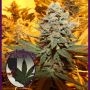 Cherry Cake Regular Marijuana Strain by Purple Caper For Sale Online at Cannabis Seeds Outlet