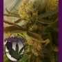 Chocolate Chip Cookie Regular Marijuana Strain by Purple Caper For Sale Online at Cannabis Seeds Outlet