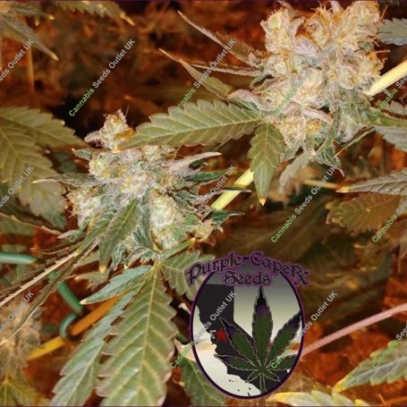 Chocolate OG Regular Marijuana Strain by Purple Caper For Sale Online at Cannabis Seeds Outlet