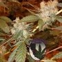 Chocolate OG Regular Marijuana Strain by Purple Caper For Sale Online at Cannabis Seeds Outlet