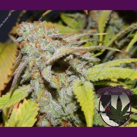 Cookie OG Regular Marijuana Strain by Purple Caper For Sale Online at Cannabis Seeds Outlet