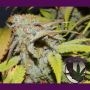 Cookie OG Regular Marijuana Strain by Purple Caper For Sale Online at Cannabis Seeds Outlet