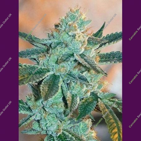 Fire OG Regular Marijuana Strain by Purple Caper For Sale Online at Cannabis Seeds Outlet
