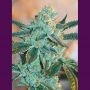 Fire OG Regular Marijuana Strain by Purple Caper For Sale Online at Cannabis Seeds Outlet