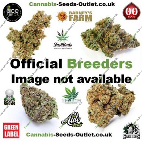 Blue Chocolate Regular Marijuana Strain by Purple Caper For Sale Online at Cannabis Seeds Outlet