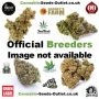 Blue Chocolate Regular Marijuana Strain by Purple Caper For Sale Online at Cannabis Seeds Outlet