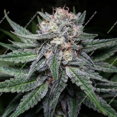 Gelato BX Regular Marijuana Strain by Purple Caper For Sale Online at Cannabis Seeds Outlet