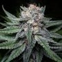 Gelato BX Regular Marijuana Strain by Purple Caper For Sale Online at Cannabis Seeds Outlet